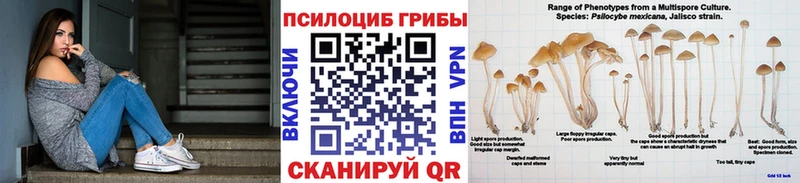 hydra вход  где найти наркотики  Чадан  Галлюциногенные грибы Psilocybine cubensis 